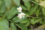 Photo: Achillea ptarmica 6.