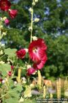 Photo: Alcea ficifolia 4.