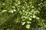 Photo: Alnus glutinosa 1.