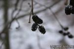 Photo: Alnus glutinosa 4.