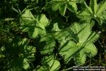 Photo: Alchemilla vulgaris 5.