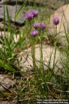 Photo: Allium schoenoprasum 6.