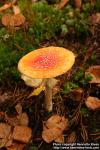 Photo: Amanita muscaria 1.