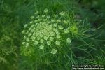 Photo: Ammi visnaga 2.