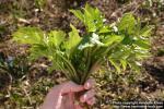 Photo: Angelica archangelica 10.