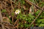 Photo: Anemone nemorosa 17.