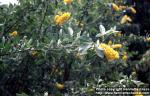 Photo: Argyrocytisus battandieri 1.