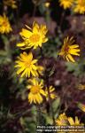Photo: Arnica montana 1.