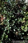 Photo: Aronia melanocarpa 3.