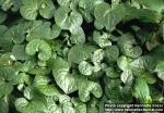 Photo: Asarum caulescens.