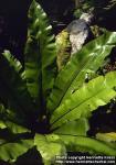 Photo: Asplenium nidus.