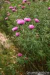 Photo: Symphyotrichum novae angliae 8.