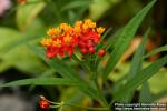 Photo: Asclepias curassavica 5.