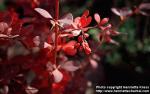 Photo: Berberis x ottawensis.