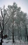 Photo: Betula pendula 3.