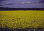 Photo: Brassica napus.