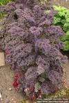 Photo: Brassica oleracea sabe 8.
