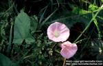 Photo: Calystegia sepium 4.