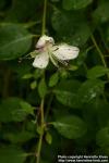 Photo: Capparis spinosa 2.