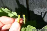 Photo: Chelidonium majus 12.