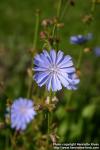 Photo: Cichorium intybus 9.