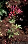 Photo: Cleome hassleriana.