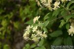 Photo: Clematis virginiana 5.