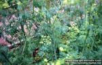 Photo: Conium maculatum 4.