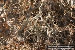 Photo: Corylus avellana cont 5.