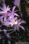 Photo: Colchicum autumnale 6.