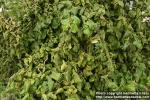 Photo: Corylus avellana cont 7.