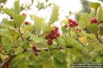 Photo: Crataegus maximowiczii 4.