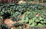 Photo: Cucurbita pepo 8.