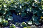 Photo: Cucurbita pepo 9.