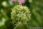 Photo: Daucus carota 7.