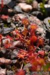 Photo: Drosera rotundifolia 12.