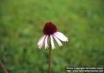 Photo: Echinacea angustifolia 3.