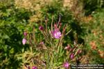 Photo: Epilobium hirsutum 4.