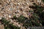 Photo: Erodium cicutarium 1.