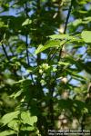 Photo: Euonymus macropterus 3.