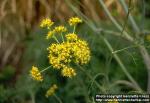 Photo: Ferula assa foetida 3.