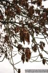 Photo: Fraxinus excelsior 13.