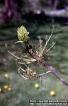 Photo: Fraxinus excelsior 9.