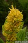 Photo: Gentiana lutea 8.