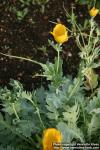 Photo: Glaucium flavum 4.