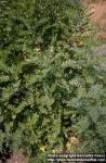 glycyrrhiza-glabra-2