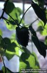 Photo: Gossypium 3.