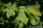 Photo: Hamamelis virginiana.