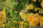 Photo: Hamamelis virginiana 2.