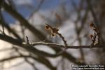 Photo: Hamamelis virginiana 4.